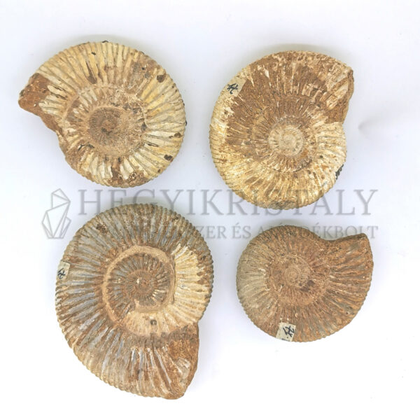 Ammonites kőbél fosszília